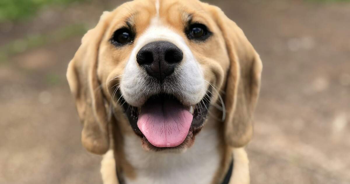 Pretzel