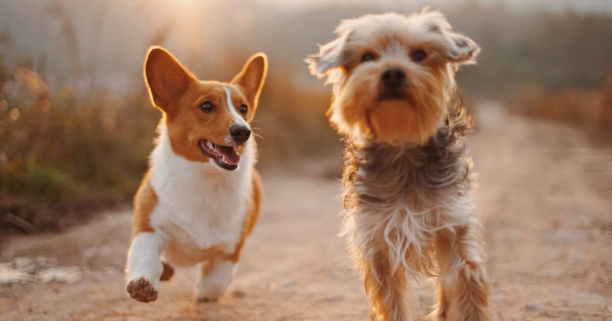How to Host the Perfect Doggy Playdate