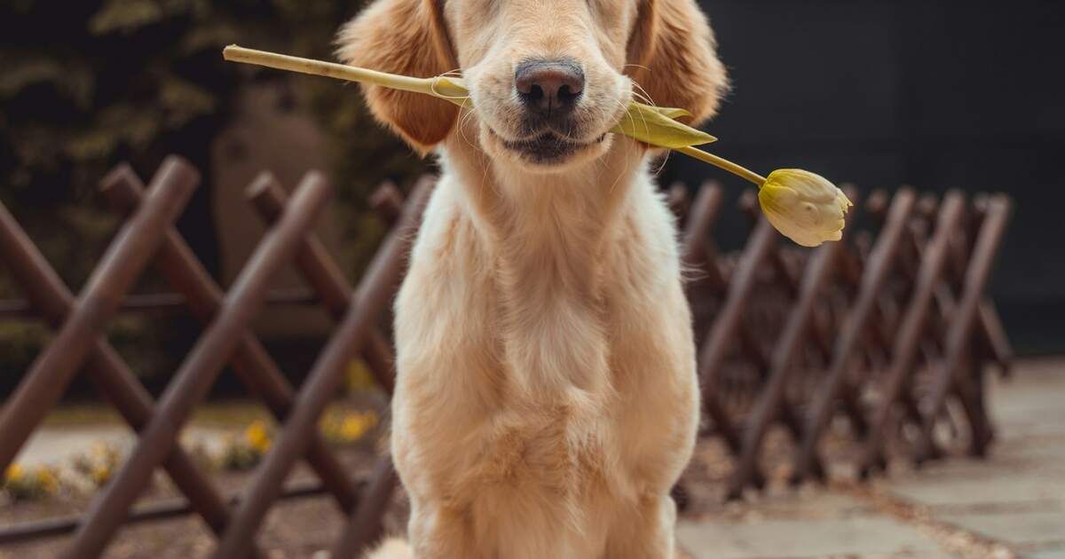 Mochi