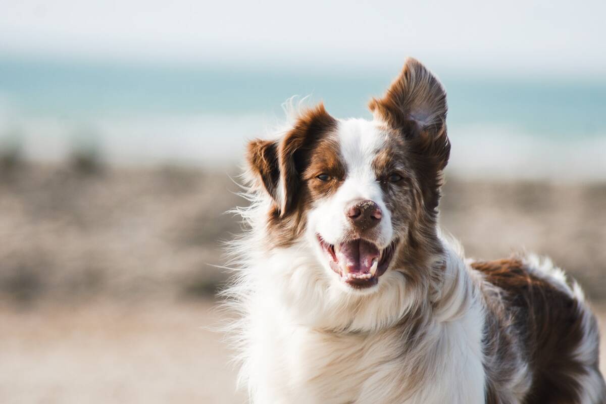 Golden retriever enjoying the park